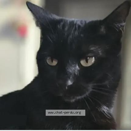 Foto 1/1 Mimine Chat perdido en Audelange