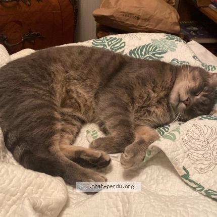 Foto 1/1 Mistigri Chat perdido en Loches