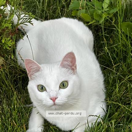 Foto 1/1 Luna Chat perdido en Tremblay en france