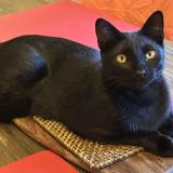 Foto del gato perdido en Aussonne