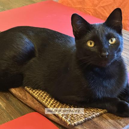 Foto 1/1 Salem Chat perdido en Aussonne