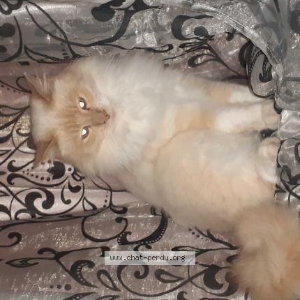 Foto 1/1 Merveille Chat perdido en Les mees