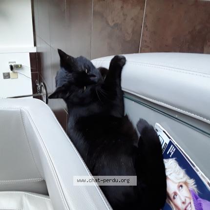 Foto 1/1 Zorro dit boubou Chat perdido en Balaruc les bains