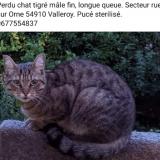 Foto del gato perdido en Valleroy
