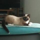 Foto del gato perdido en Barbonne Fayel