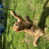 Foto del gato perdido en Plouha