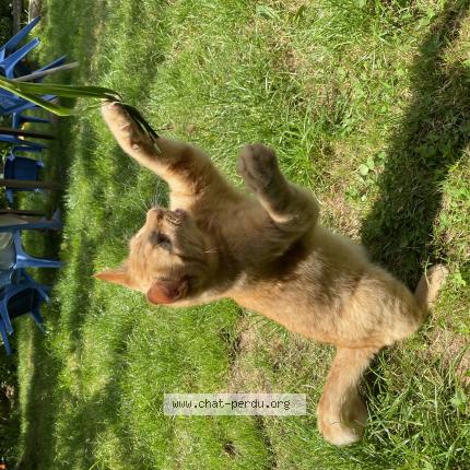 Foto 1/1 Tigrou Chat perdido en Plouha