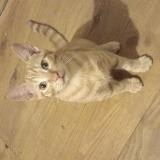 Foto del gato perdido en Mussidan