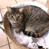 Foto del gato perdido en Geneve