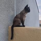 Foto del gato perdido en Perpignan