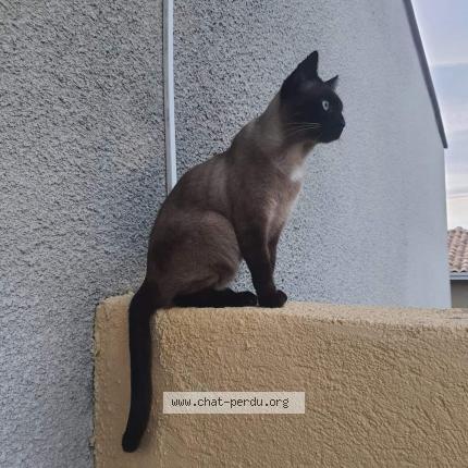 Foto 1/1 Rambo Chat perdido en Perpignan