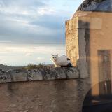 Foto del gato perdido en Frolois