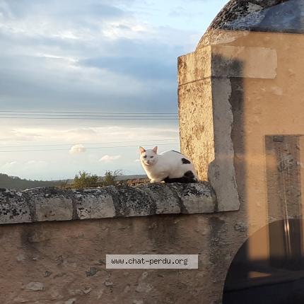 Foto 1/1 Pepito Chat perdido en Frolois