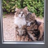 Foto del gato perdido en Bethoncourt