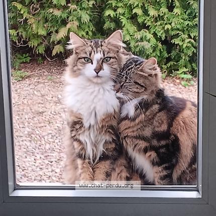 Foto 1/1 Minnie Chat perdido en Bethoncourt