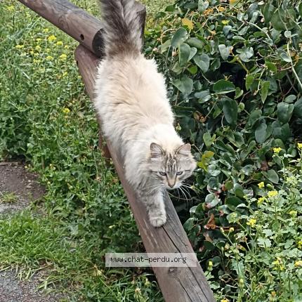 Foto 1/4 Minas Chat perdido en Chorges