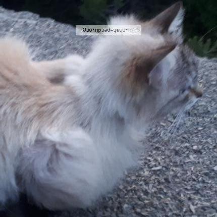 Foto 2/4 Minas Chat perdido en Chorges