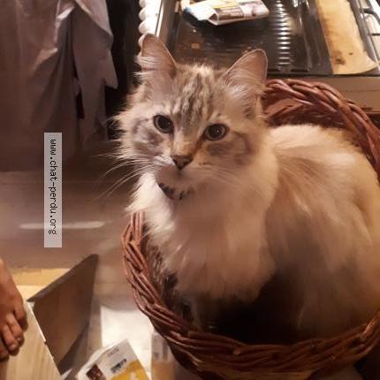 Foto 3/4 Minas Chat perdido en Chorges