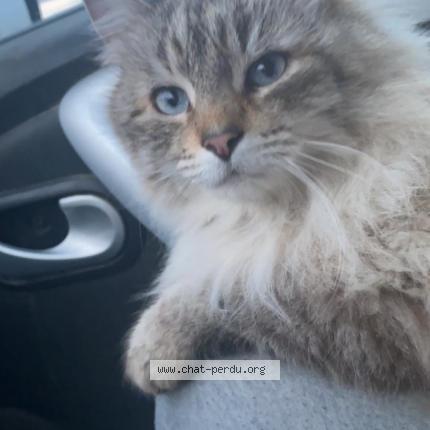 Foto 4/4 Minas Chat perdido en Chorges