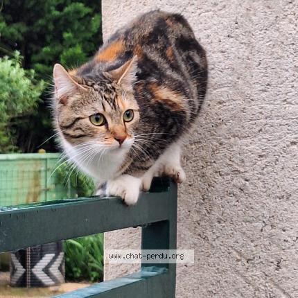 Foto 1/1 Kaly Chat perdido en Villiers en desoeuvre