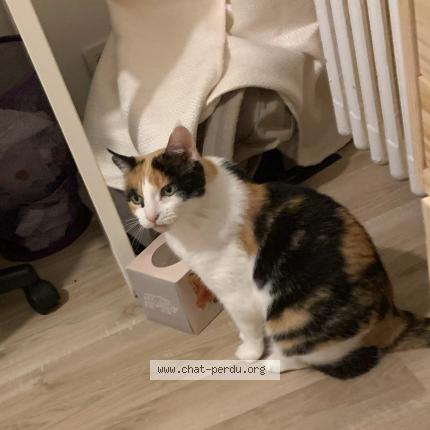 Foto 1/1 Châtaigne Chat perdido en Rennes