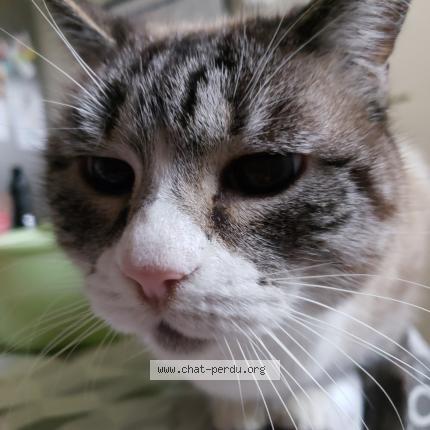 Foto 1/1 bella Chat perdido en Finhan