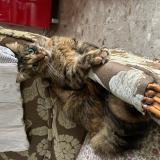 Foto del gato perdido en Reims