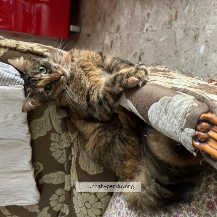 Foto 1/1 Luna Chat perdido en Reims