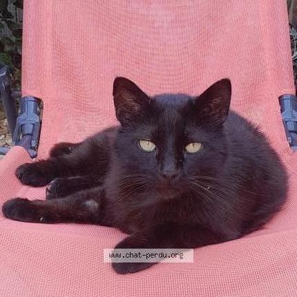 Foto 1/1 Gato encontrado Perdido en Baillargues