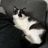 Foto del gato perdido en La Balme De Sillingy