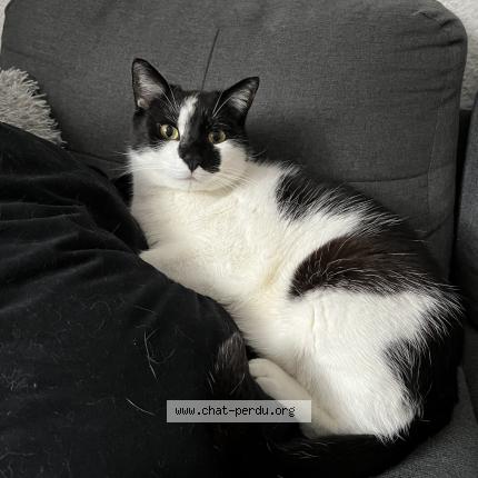 Foto 1/1 Phoenix Chat perdido en La balme de sillingy