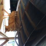 Foto del gato perdido en Capens