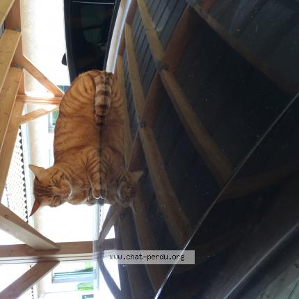 Foto 1/1 Kenny Chat perdido en Capens