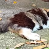 Foto del gato perdido en Ahuy