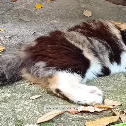 Foto 1/1 Gato encontrado Perdido en Ahuy