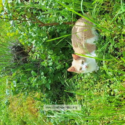 Foto 1/1 Gato encontrado Perdido en Bolandoz