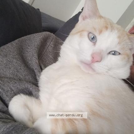 Foto 1/1 Cosmos Chat perdido en Chateau gontier sur mayenne