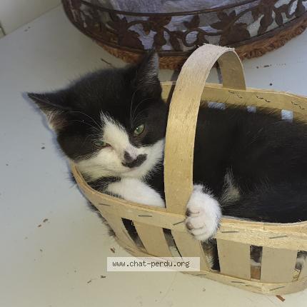 Foto 1/1 Usis Chat perdido en Soissons