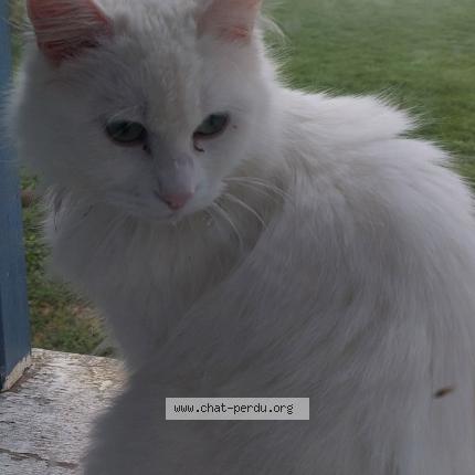 Foto 1/1 Fify Chat perdido en Canville les deux eglises