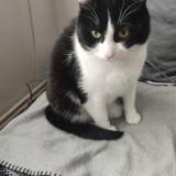 Foto del gato perdido en Beugnies