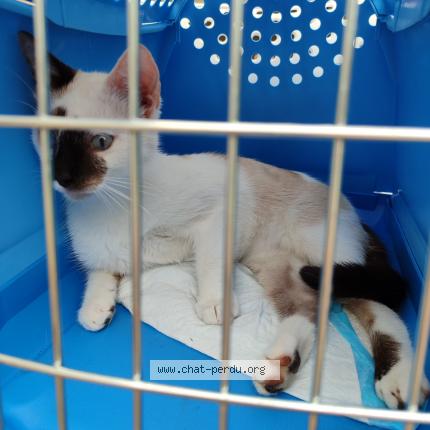 Foto 1/1 Pasha Chat perdido en La chapelle huon