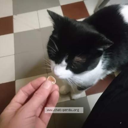 Foto 1/1 Sweety Chat perdido en Ste genevieve des bois