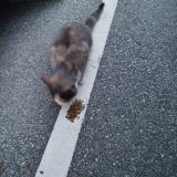 Foto de gato encontrado en Annecy