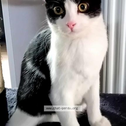 Foto 1/1 Lulu Chat perdido en St nicolas de la grave