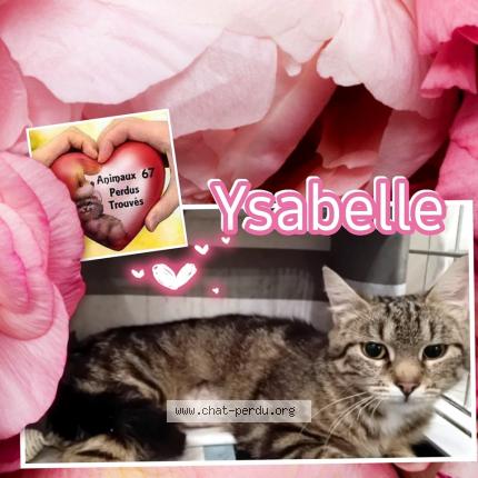 Foto 1/1 Ysabelle Chat perdido en Haguenau