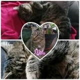 Foto del gato perdido en Anderny