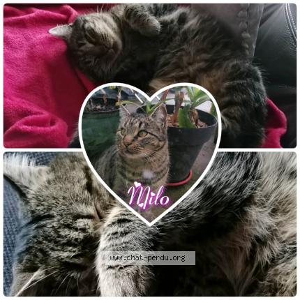 Foto 1/2 Milo Chat perdido en Anderny