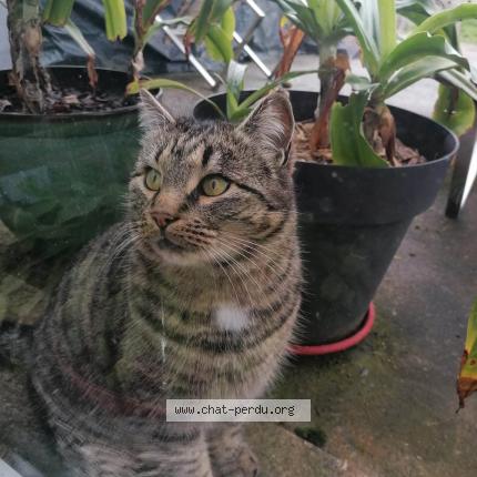 Foto 2/2 Milo Chat perdido en Anderny