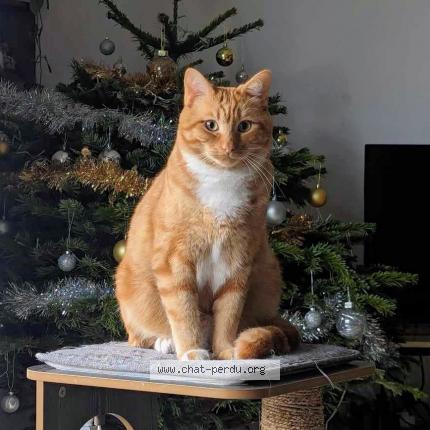 Foto 1/1 Stabilo Chat perdido en Pace