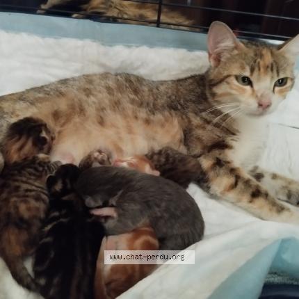 Foto 1/1 Gato encontrado Encontrado en Bordeaux